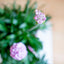 Armeria