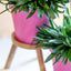 Armeria