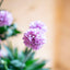 Armeria