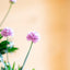 Armeria