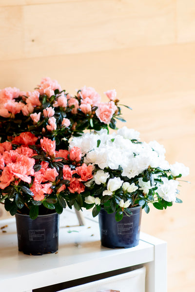 Azalea