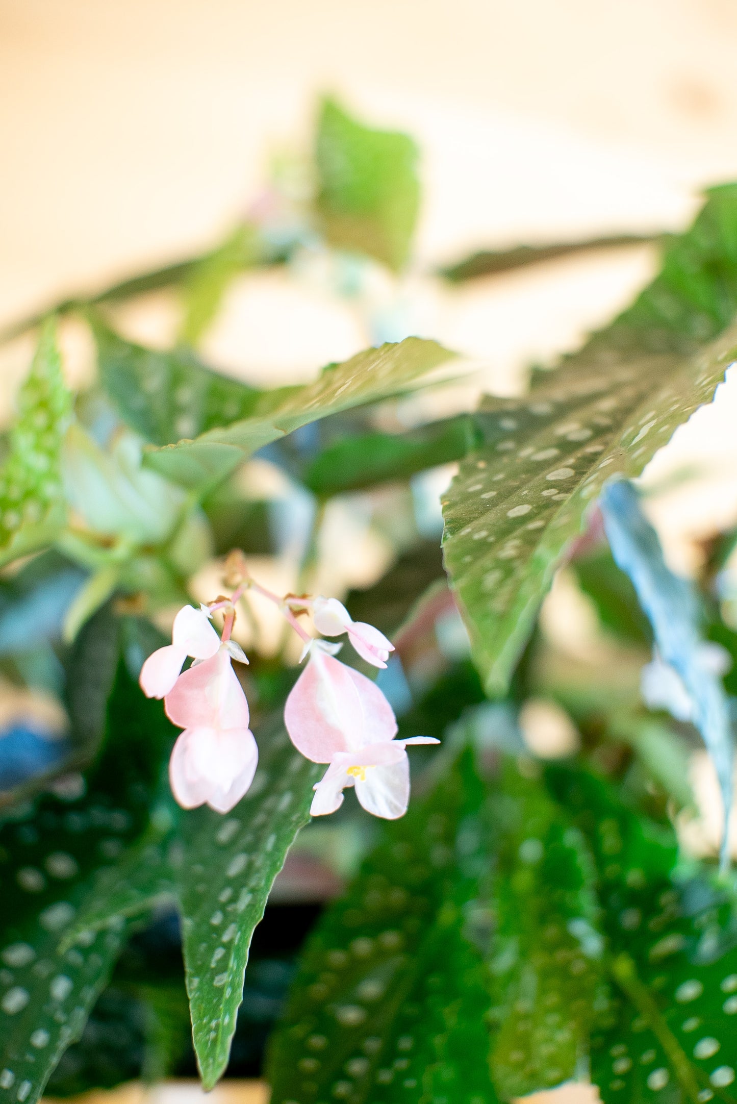 Begonia Maculata