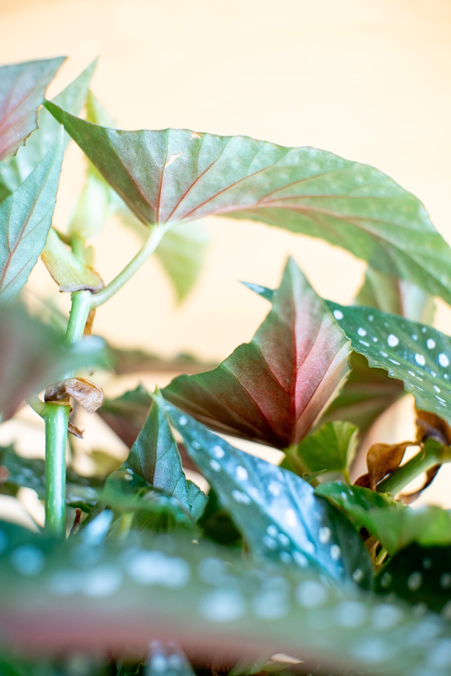 Begonia Maculata