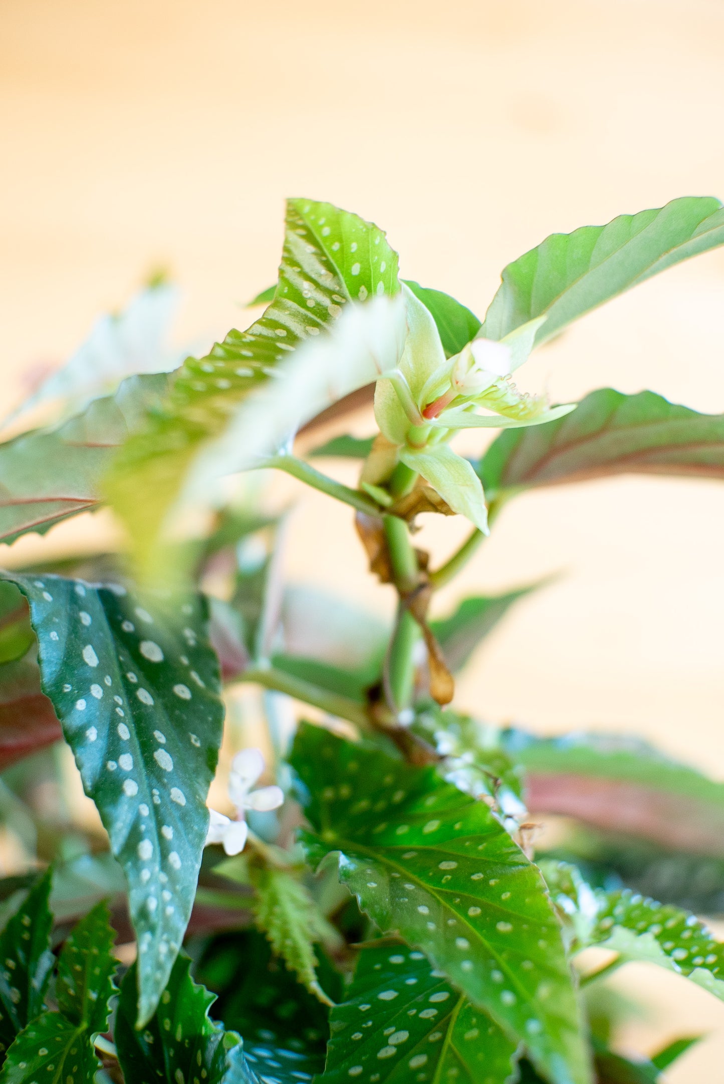 Begonia Maculata