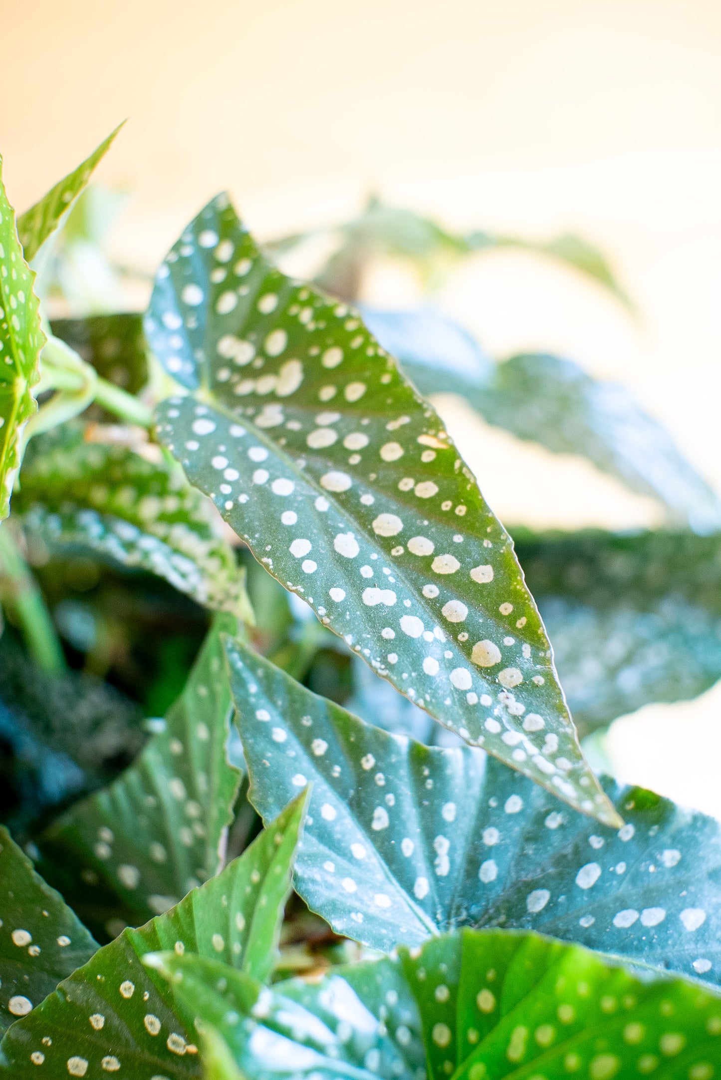 Begonia Maculata