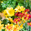 Bidens
