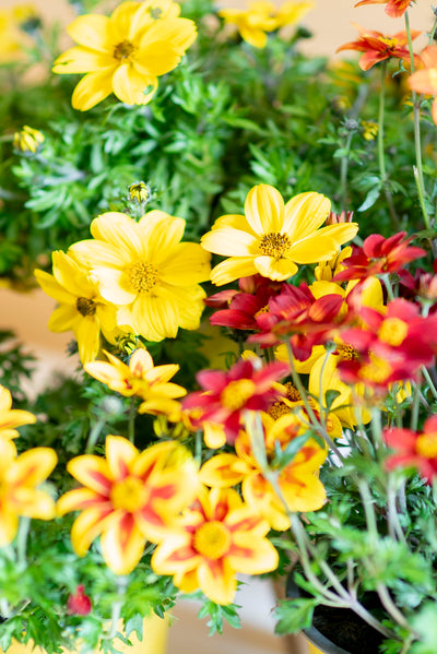 Bidens