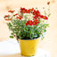 Bidens