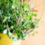 Bidens