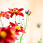 Bidens