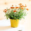 Bidens