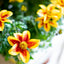 Bidens