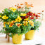Bidens
