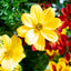 Bidens