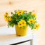 Bidens