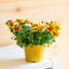 Bidens
