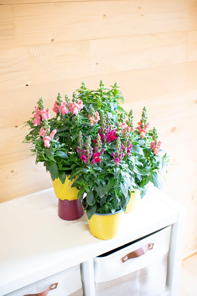 Bocche di Leone (Antirrhinum majus)