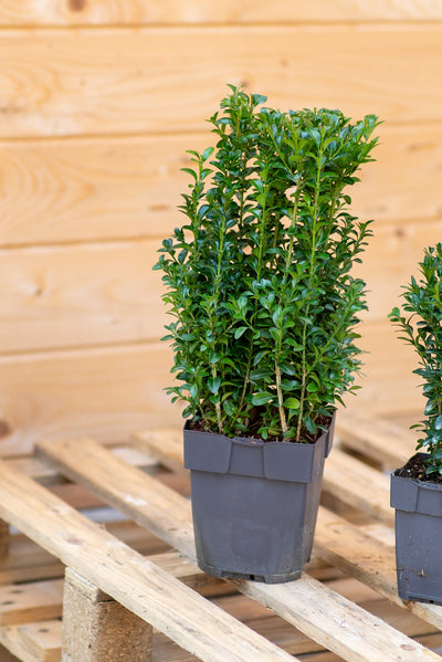 Bosso Buxus sempervirens ‘Faulkner’