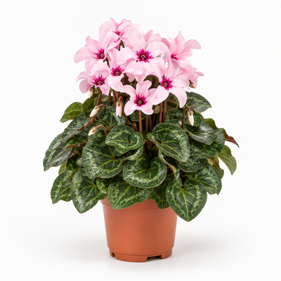 Ciclamino Illusia rosa in vaso 12 cm