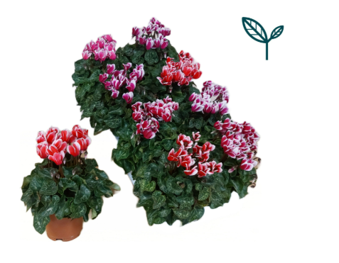 Ciclamino METIS Fantasia Mix: fiori piccoli colorati con bordo bianco, assortimento del fornitore