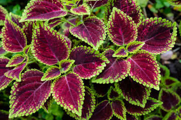 Coleus