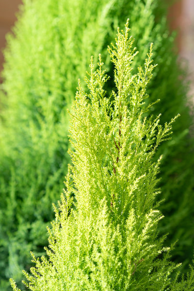 Cupressus macrocarpa 'Goldcrest'