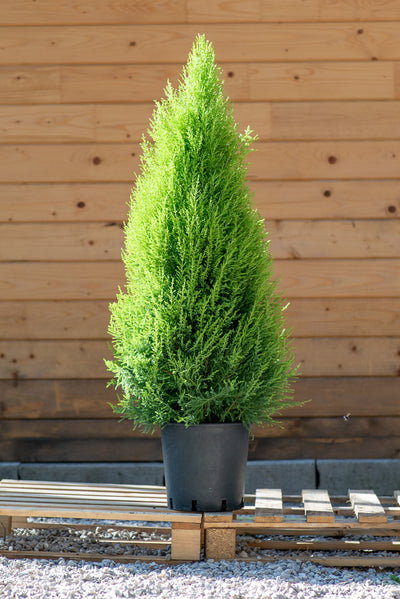 Cupressus Goldcrest