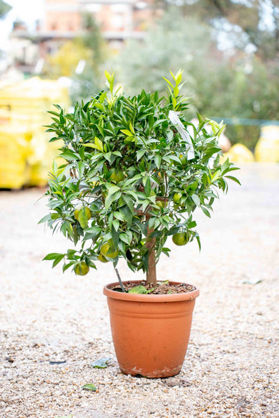 Arancio ad Alberello - Agrume Ornamentale