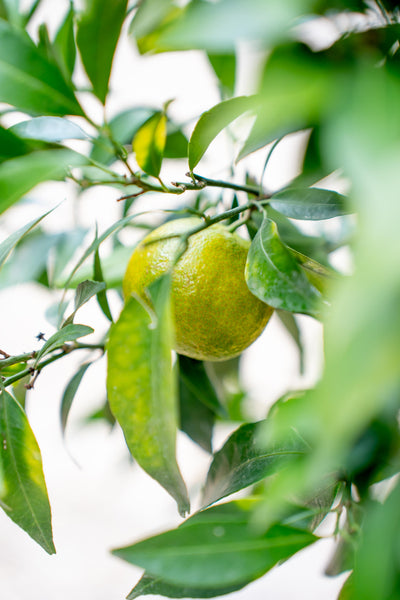 Arancio ad Alberello - Agrume Ornamentale