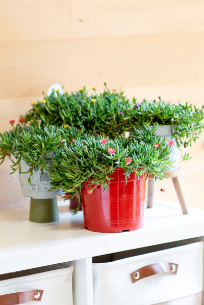 Delosperma