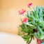 Delosperma