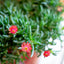 Delosperma