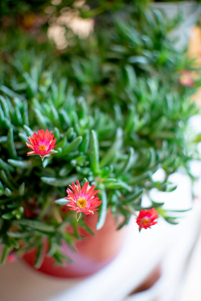 Delosperma