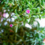 Delosperma