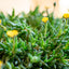 Delosperma