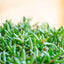 Delosperma