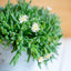 Delosperma