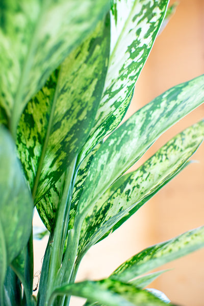 Dieffenbachia Vesuvio