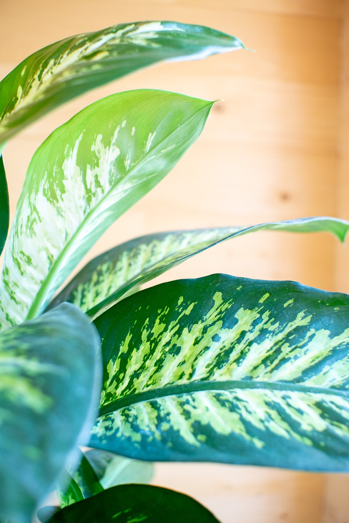 Dieffenbachia Tropic