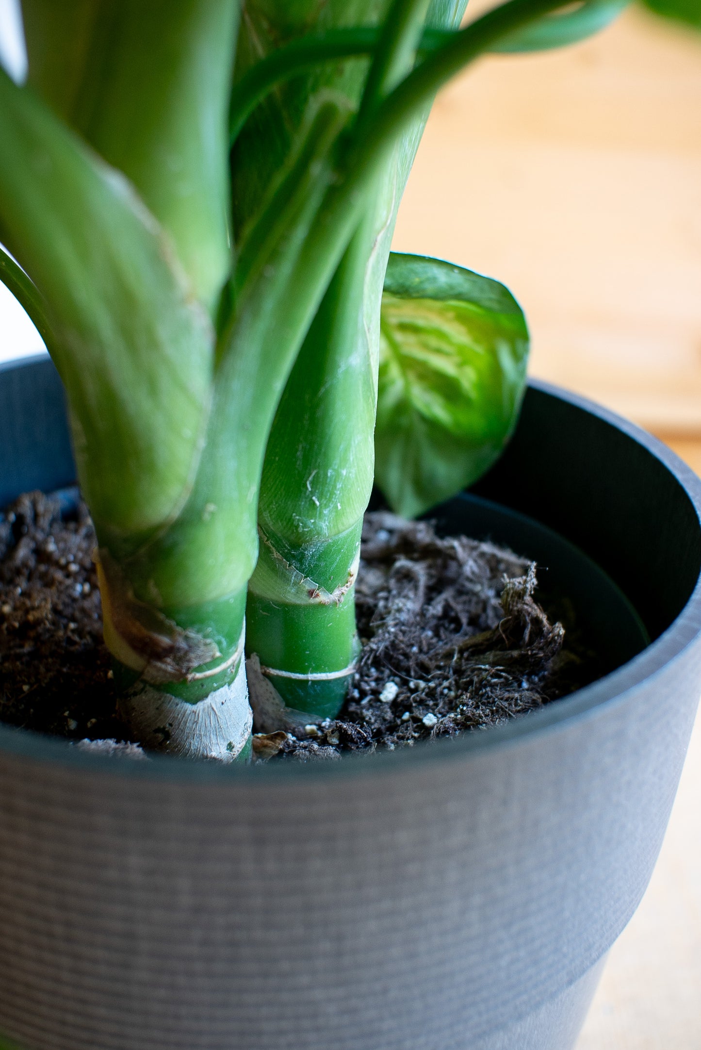 Dieffenbachia Tropic