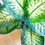 Dieffenbachia Tropic