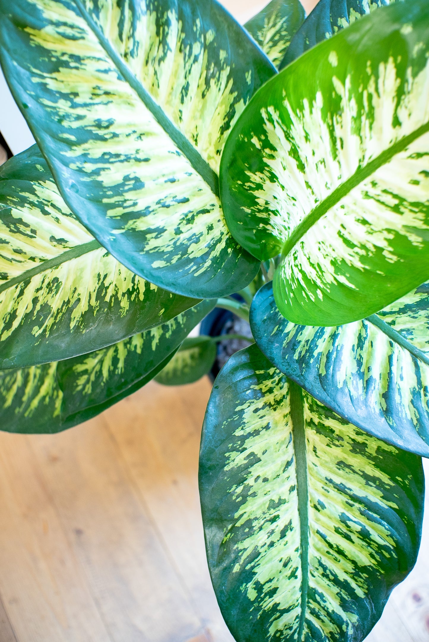 Dieffenbachia Tropic