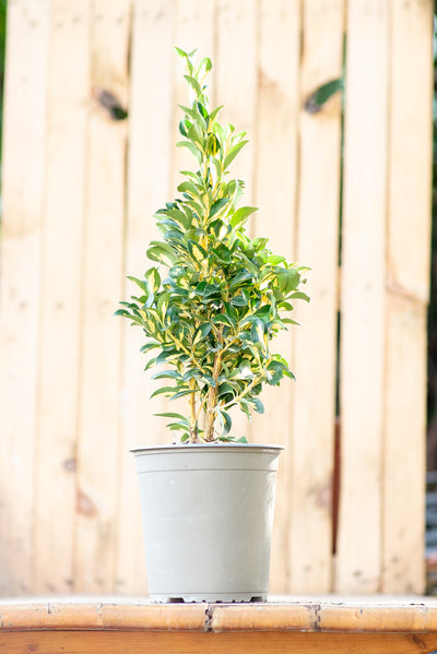 Euonymus Livornese