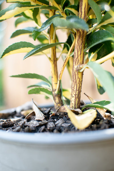 Euonymus Livornese