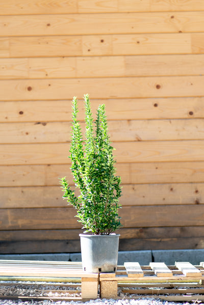 Euonymus Benkomasaki