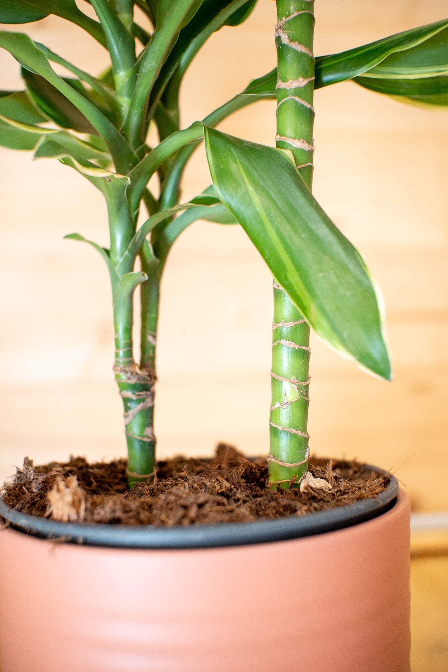 Dracaena Golden Coast