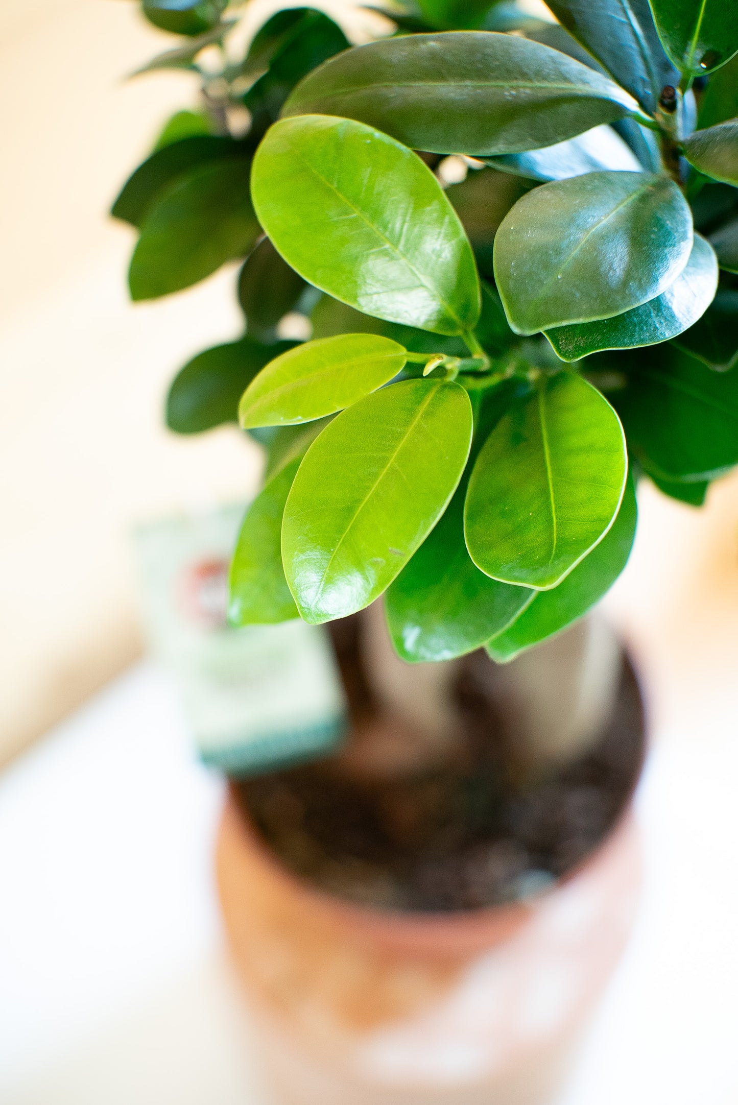 Ficus Ginsegn