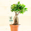 Ficus Ginsegn