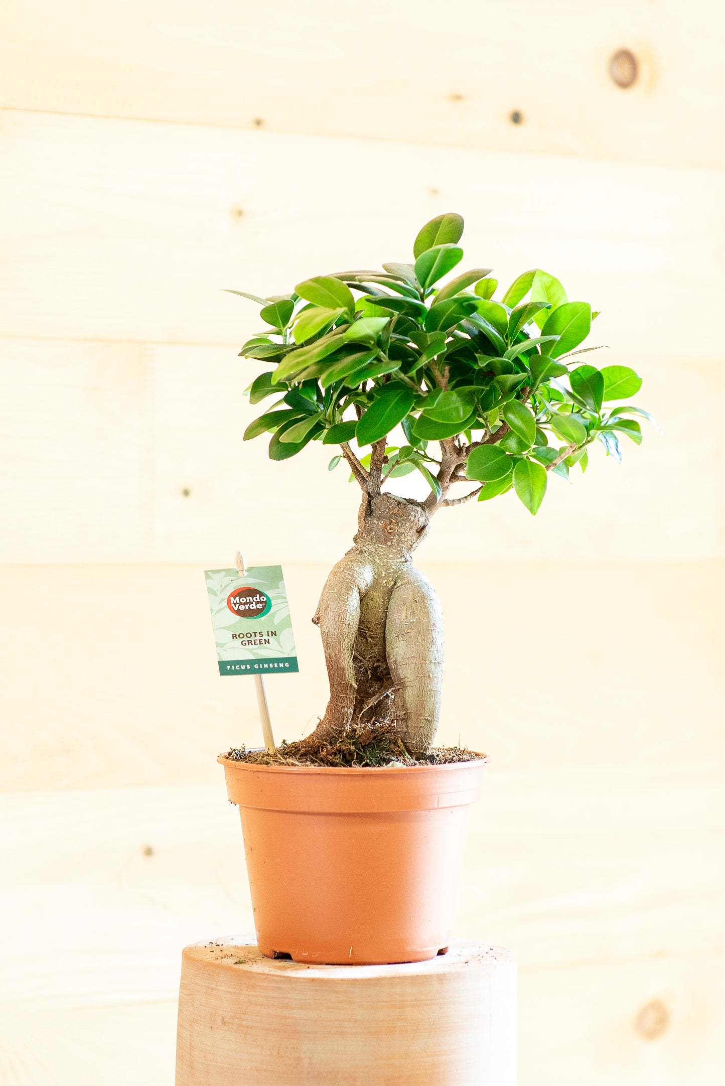 Ficus Ginsegn