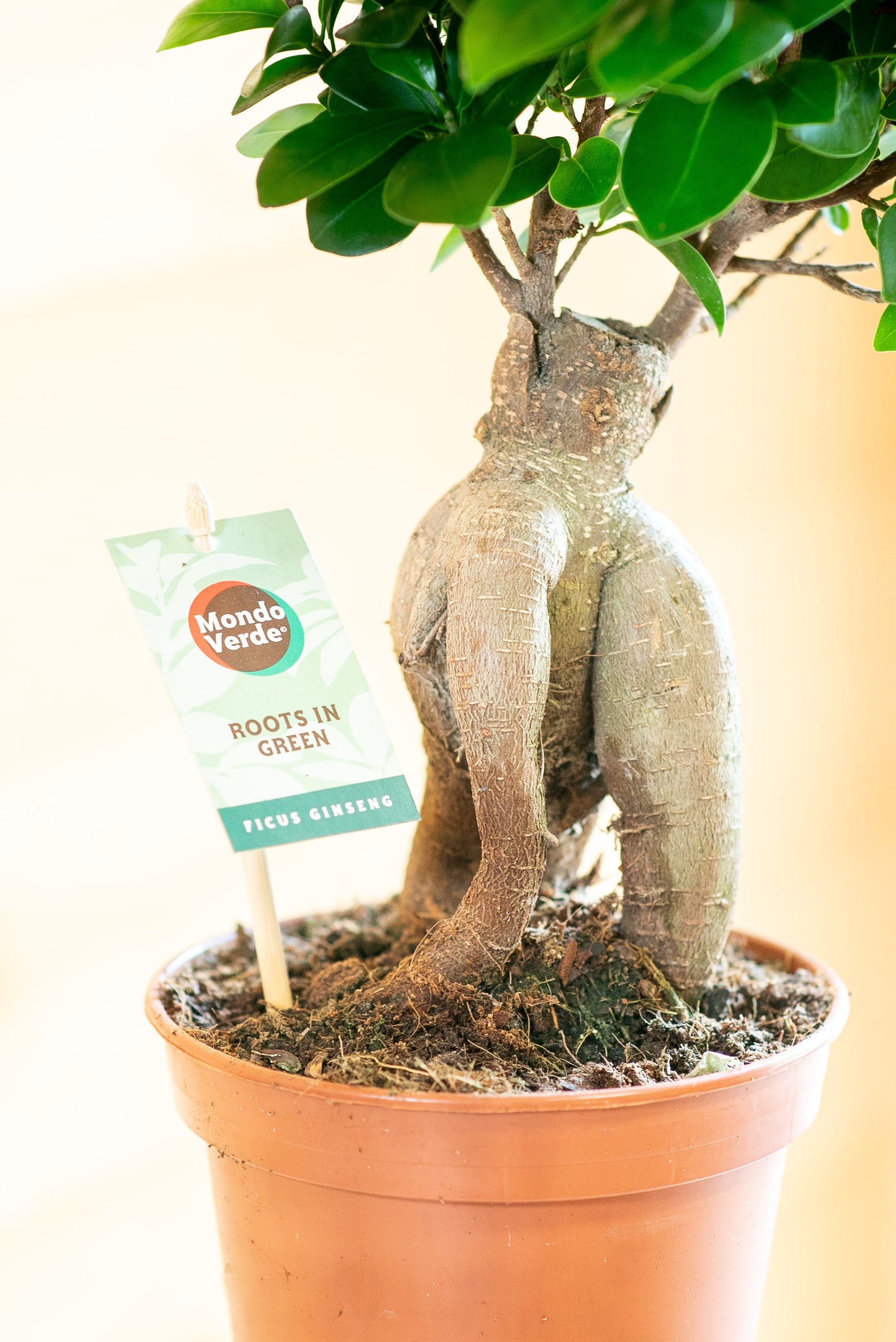 Ficus Ginsegn